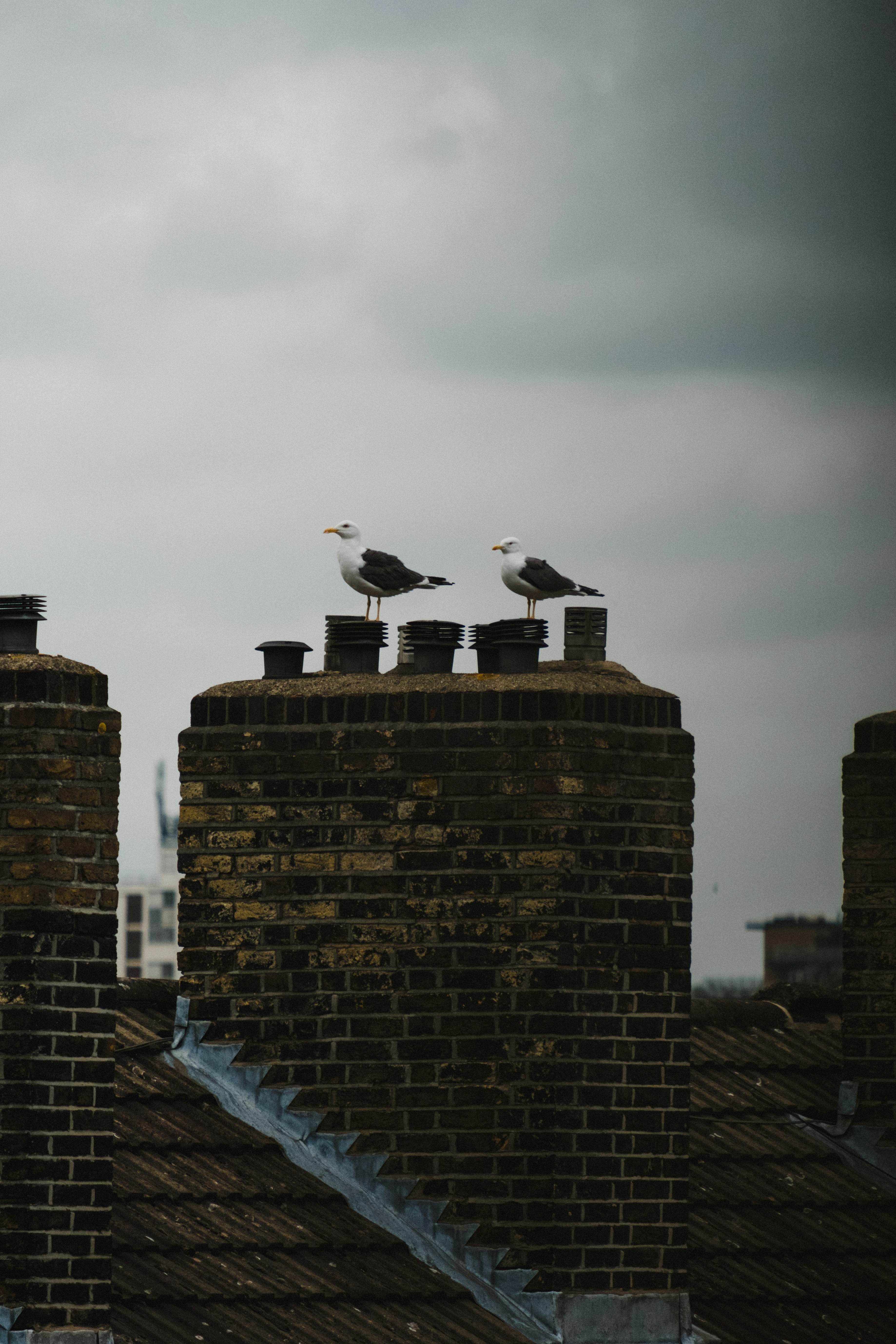 white and black bird on top of brown brick wall